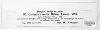Orbilia rosella image